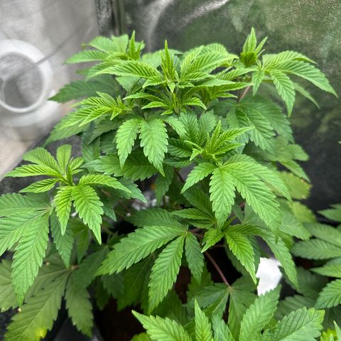 RUNTZ no.2 | Zkittlez x Gelato growlog timeline photo