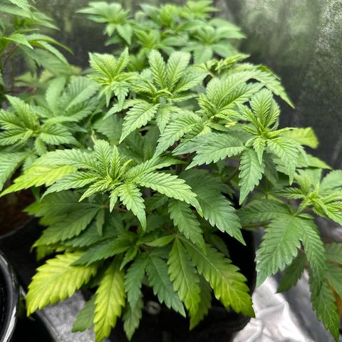 Special Queen #1 | Power Bud x Skunk growlog timeline photo