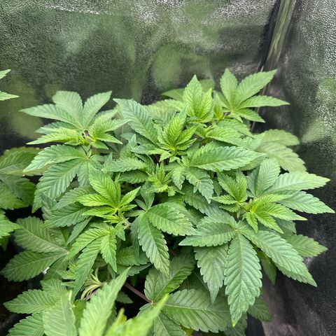 RUNTZ no.1 | Zkittlez x Gelato growlog timeline photo
