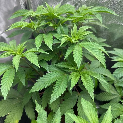 RUNTZ no.2 | Zkittlez x Gelato growlog timeline photo