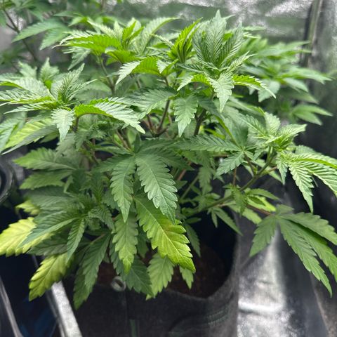 Special Queen #1 | Power Bud x Skunk growlog timeline photo
