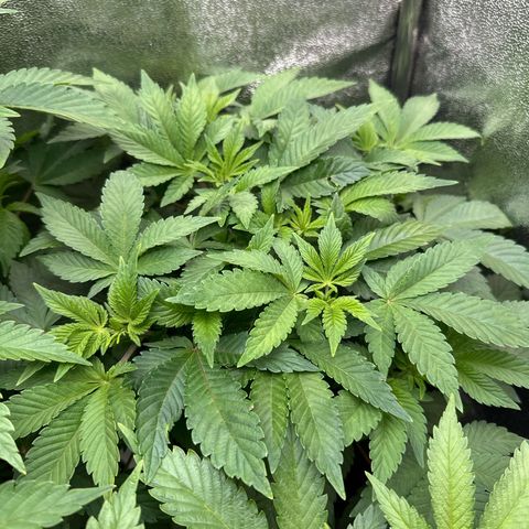 RUNTZ no.1 | Zkittlez x Gelato growlog timeline photo