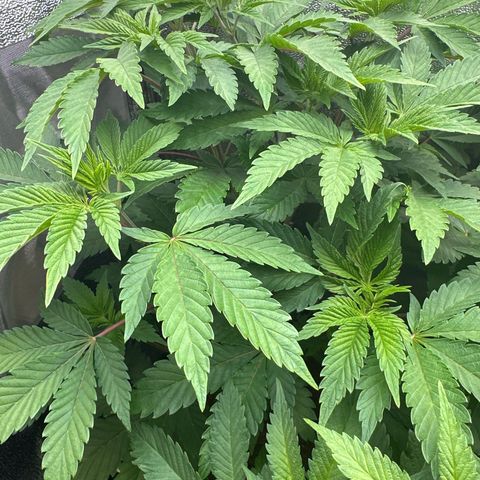 RUNTZ no.2 | Zkittlez x Gelato growlog timeline photo