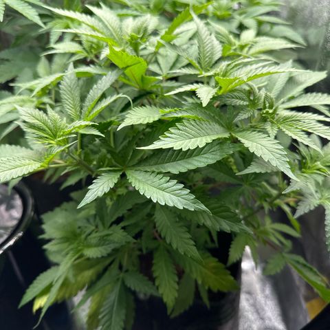 Special Queen #1 | Power Bud x Skunk growlog timeline photo