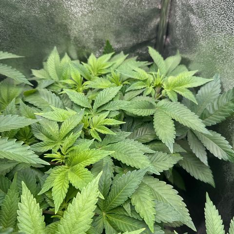 RUNTZ no.1 | Zkittlez x Gelato growlog timeline photo