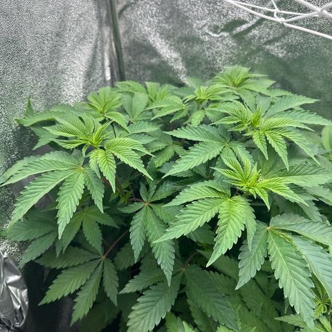 RUNTZ no.2 | Zkittlez x Gelato growlog timeline photo