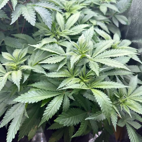 Special Queen #1 | Power Bud x Skunk growlog timeline photo