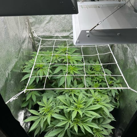 Special Queen #1 | Power Bud x Skunk growlog timeline photo
