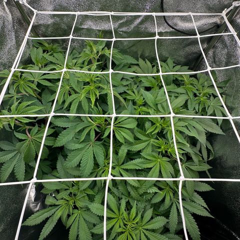 RUNTZ no.1 | Zkittlez x Gelato growlog timeline photo