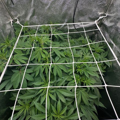 RUNTZ no.2 | Zkittlez x Gelato growlog timeline photo