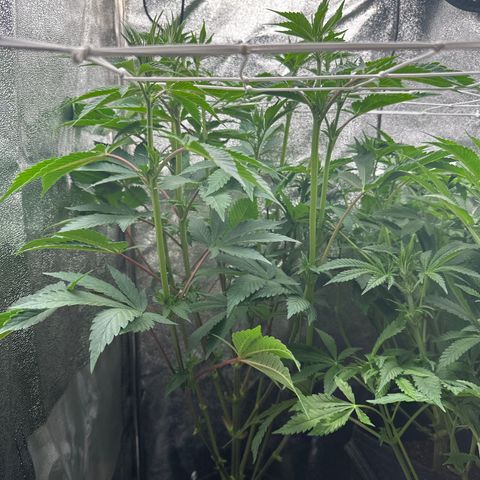 RUNTZ no.2 | Zkittlez x Gelato growlog timeline photo