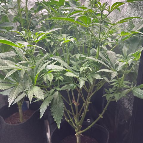 Special Queen #1 | Power Bud x Skunk growlog timeline photo