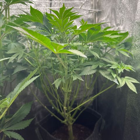 RUNTZ no.1 | Zkittlez x Gelato growlog timeline photo