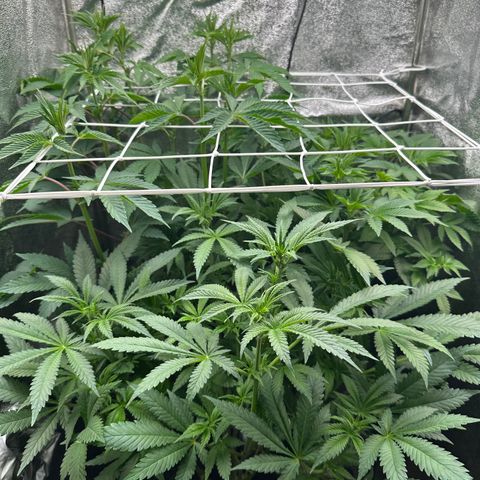 Special Queen #1 | Power Bud x Skunk growlog timeline photo