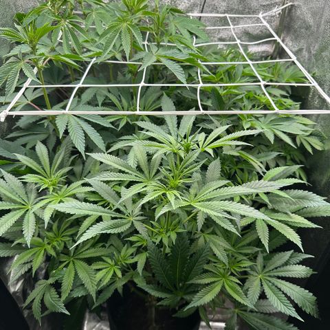 RUNTZ no.2 | Zkittlez x Gelato growlog timeline photo