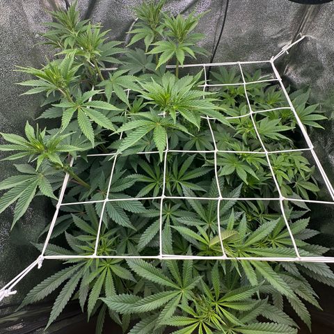 RUNTZ no.1 | Zkittlez x Gelato growlog timeline photo