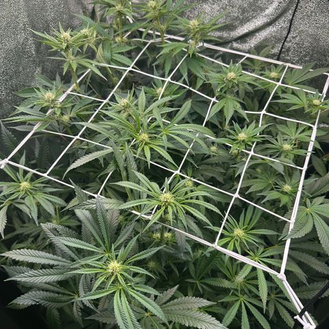 Special Queen #1 | Power Bud x Skunk growlog timeline photo