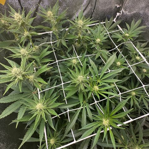 RUNTZ no.2 | Zkittlez x Gelato growlog timeline photo