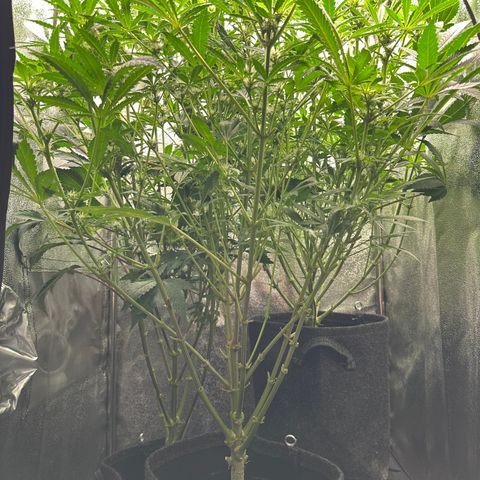 RUNTZ no.2 | Zkittlez x Gelato growlog timeline photo