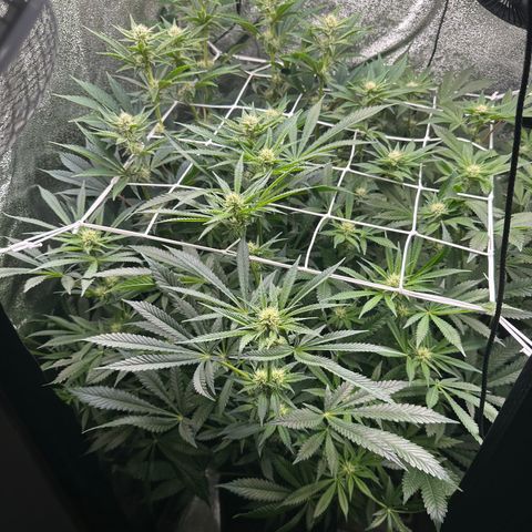 RUNTZ no.2 | Zkittlez x Gelato growlog timeline photo