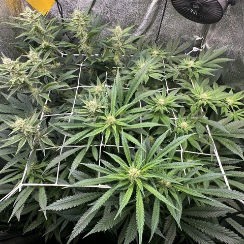 Special Queen #1 | Power Bud x Skunk growlog timeline photo