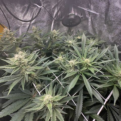 RUNTZ no.1 | Zkittlez x Gelato growlog timeline photo