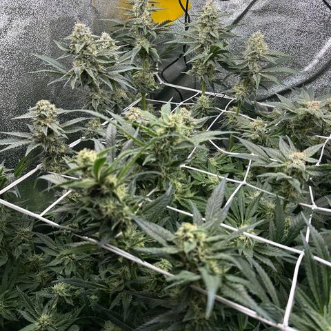 RUNTZ no.1 | Zkittlez x Gelato growlog timeline photo