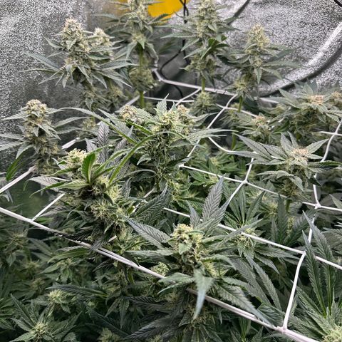 Special Queen #1 | Power Bud x Skunk growlog timeline photo
