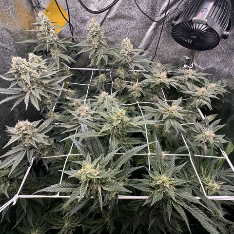 RUNTZ no.1 | Zkittlez x Gelato growlog timeline photo