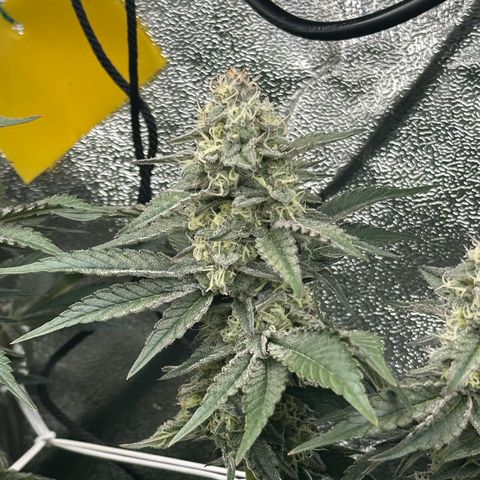 RUNTZ no.1 | Zkittlez x Gelato growlog timeline photo
