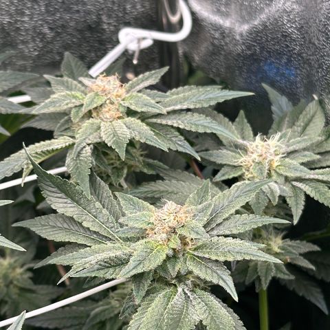 RUNTZ no.2 | Zkittlez x Gelato growlog timeline photo