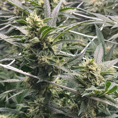 Special Queen #1 | Power Bud x Skunk growlog timeline photo