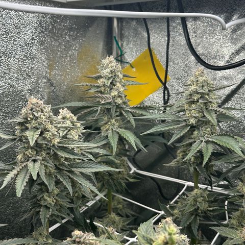 RUNTZ no.1 | Zkittlez x Gelato growlog timeline photo
