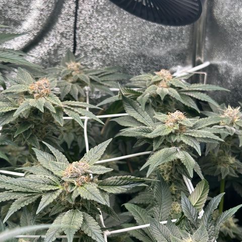RUNTZ no.2 | Zkittlez x Gelato growlog timeline photo