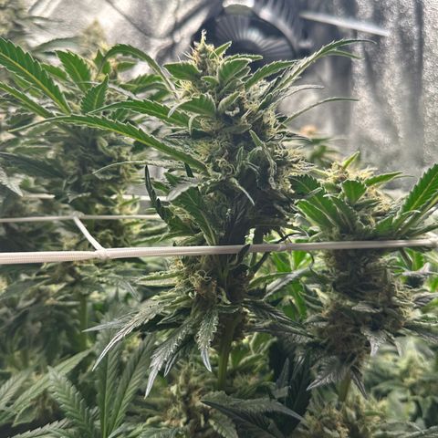 Special Queen #1 | Power Bud x Skunk growlog timeline photo