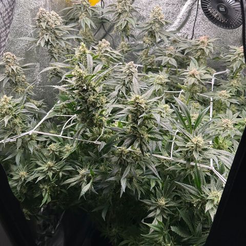 RUNTZ no.1 | Zkittlez x Gelato growlog timeline photo