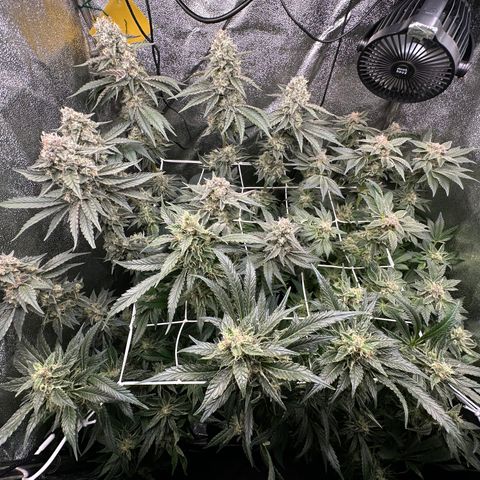RUNTZ no.2 | Zkittlez x Gelato growlog timeline photo