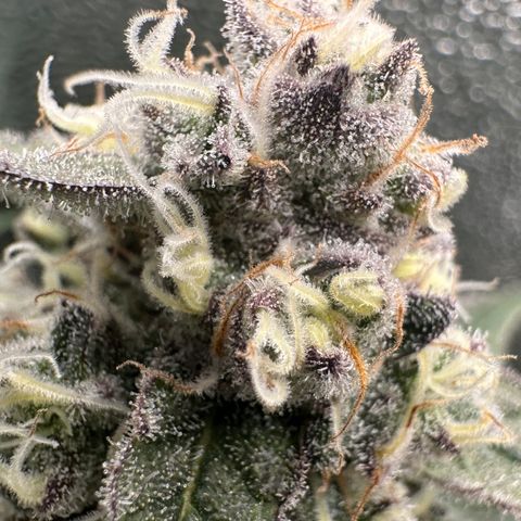 RUNTZ no.1 | Zkittlez x Gelato growlog timeline photo