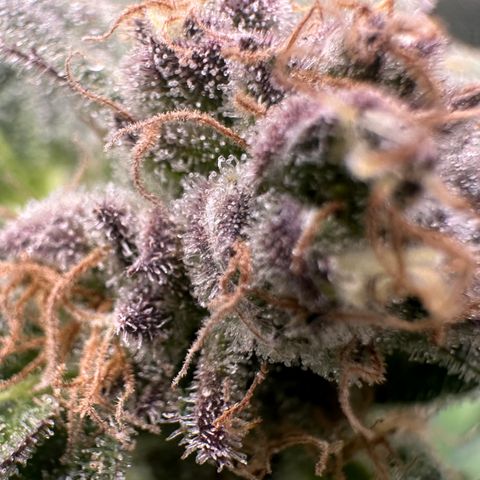 RUNTZ no.2 | Zkittlez x Gelato growlog timeline photo