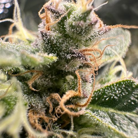 Special Queen #1 | Power Bud x Skunk growlog timeline photo