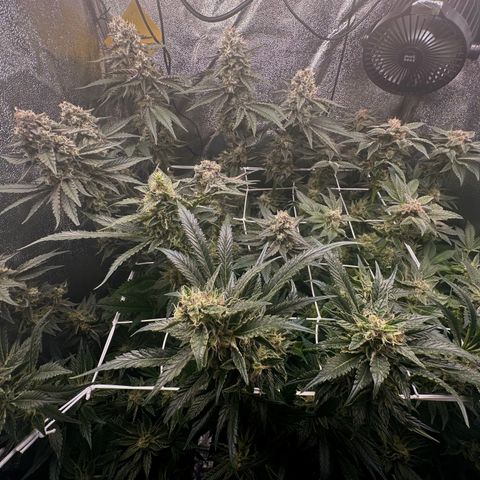 RUNTZ no.1 | Zkittlez x Gelato growlog timeline photo
