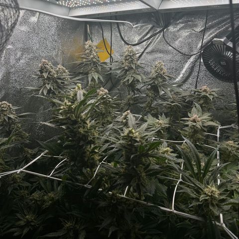 RUNTZ no.1 | Zkittlez x Gelato growlog timeline photo