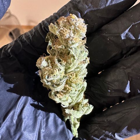 RUNTZ no.1 | Zkittlez x Gelato growlog timeline photo