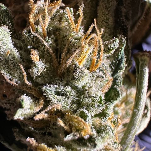 Special Queen #1 | Power Bud x Skunk growlog timeline photo