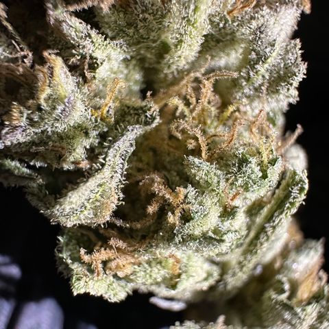 RUNTZ no.1 | Zkittlez x Gelato growlog timeline photo