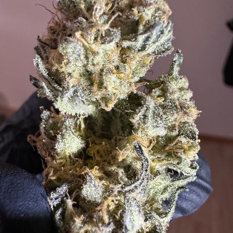 RUNTZ no.2 | Zkittlez x Gelato growlog timeline photo