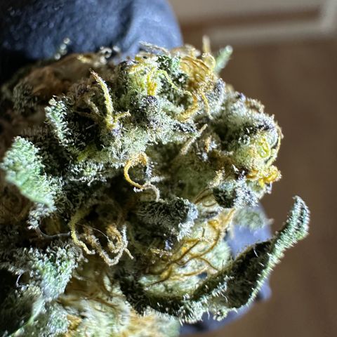 RUNTZ no.2 | Zkittlez x Gelato growlog timeline photo