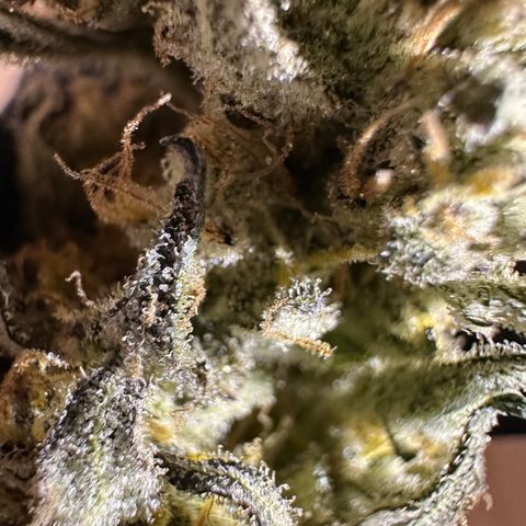 RUNTZ no.2 | Zkittlez x Gelato growlog timeline photo