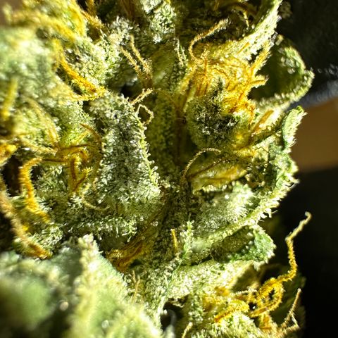Special Queen #1 | Power Bud x Skunk growlog timeline photo