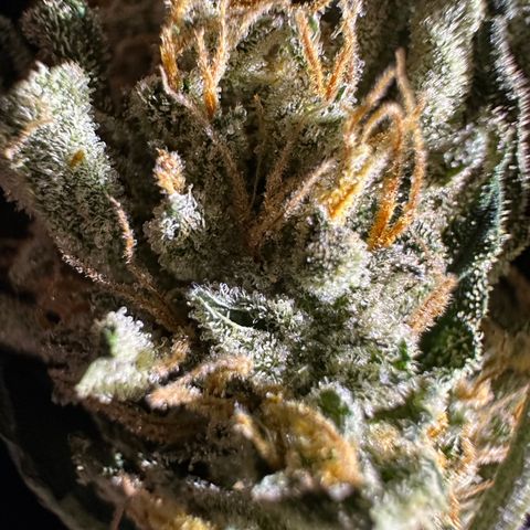 Special Queen #1 | Power Bud x Skunk growlog timeline photo